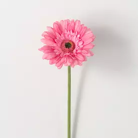 Beautiful Pink Gerbera Daisy