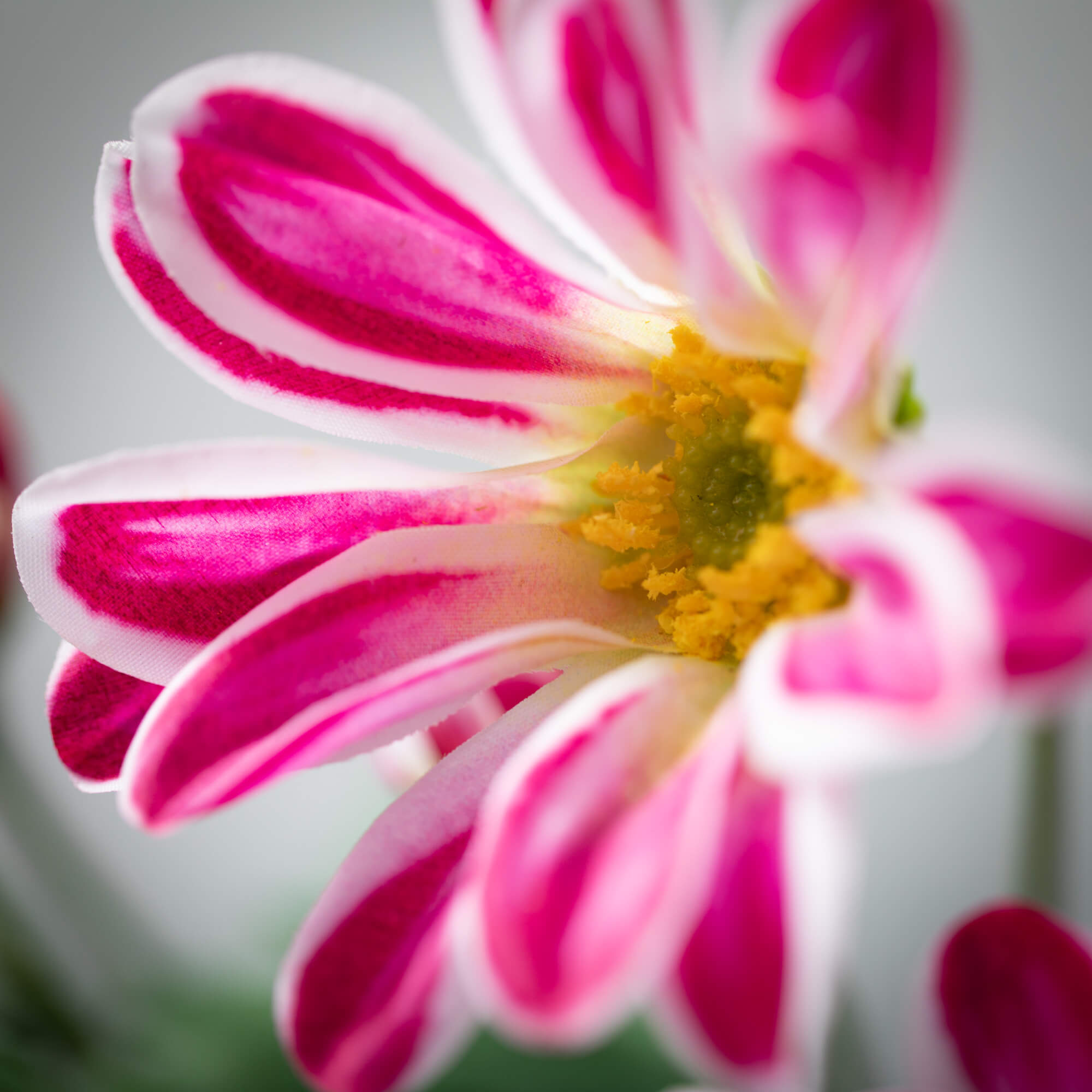 Beauty Pink Gazania Stem