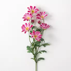 Beauty Pink Gazania Stem