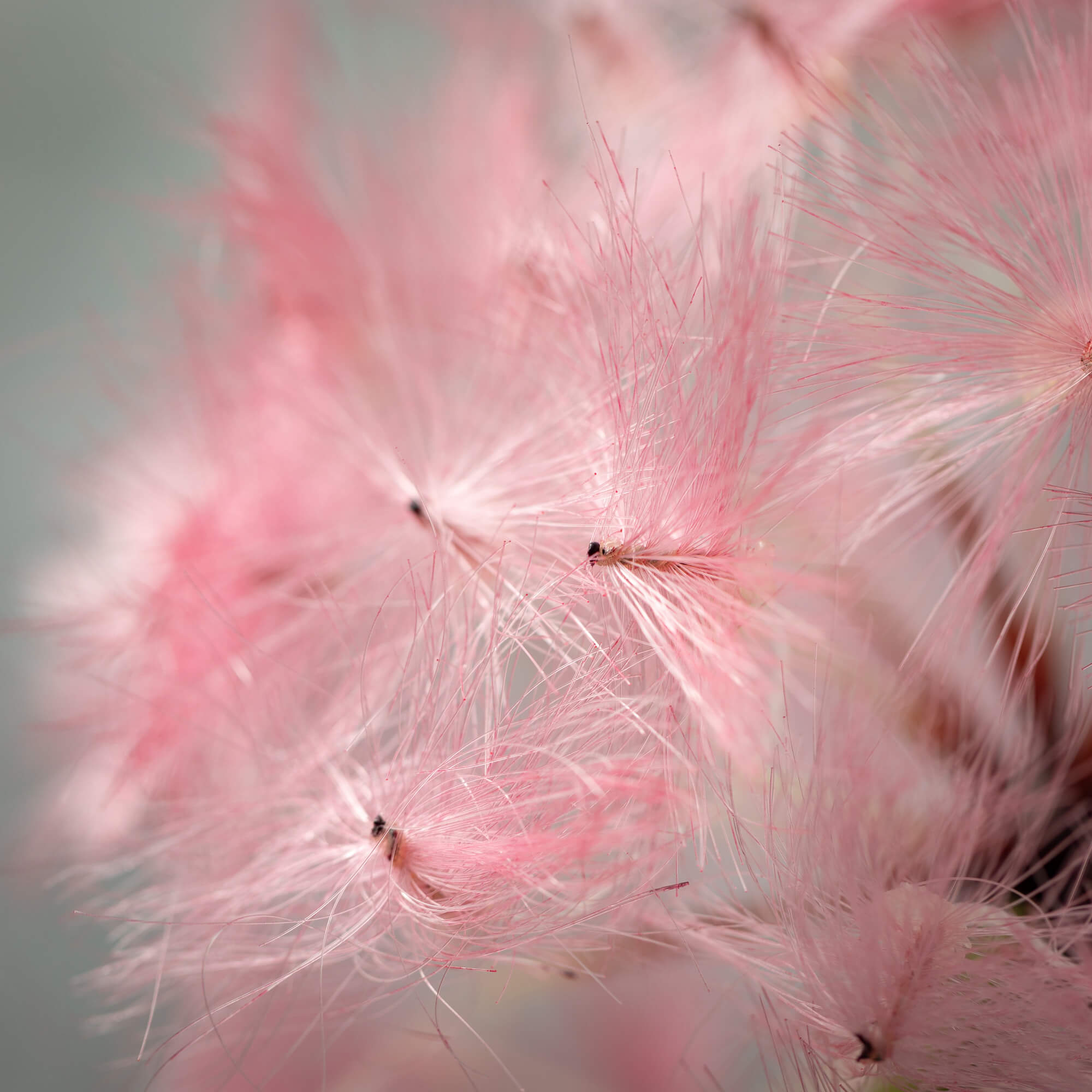 Billowy Pink Pom Pom Stem