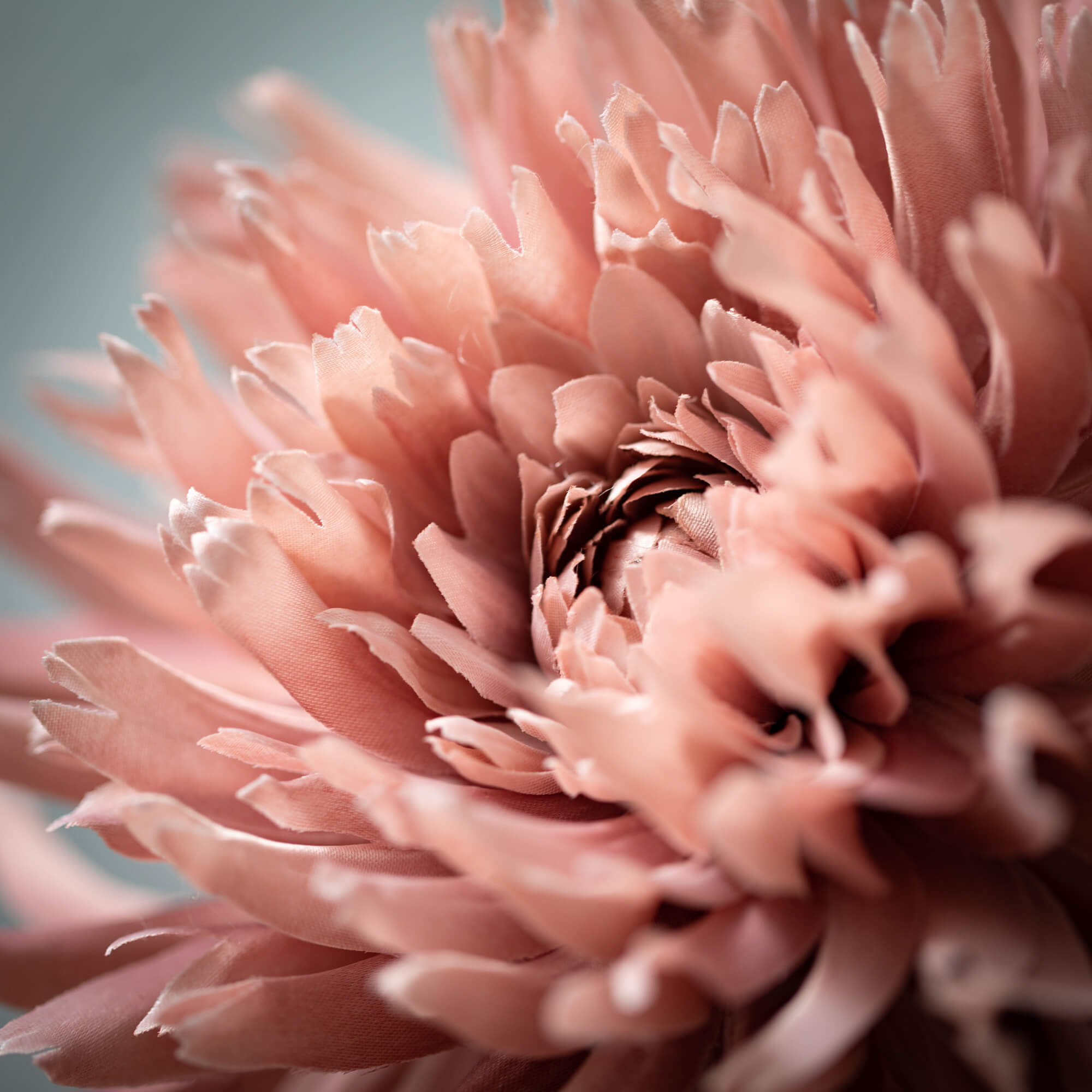 Blossoming Pink Dahlia Stem