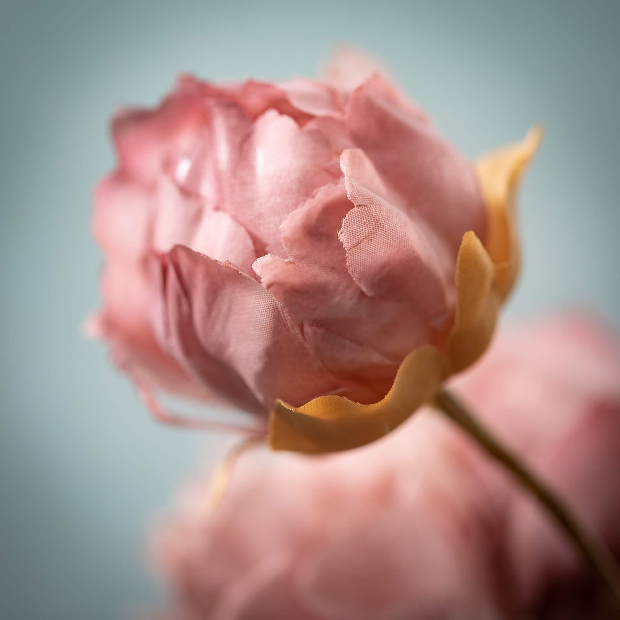 Blush Pink Blooming Peonies