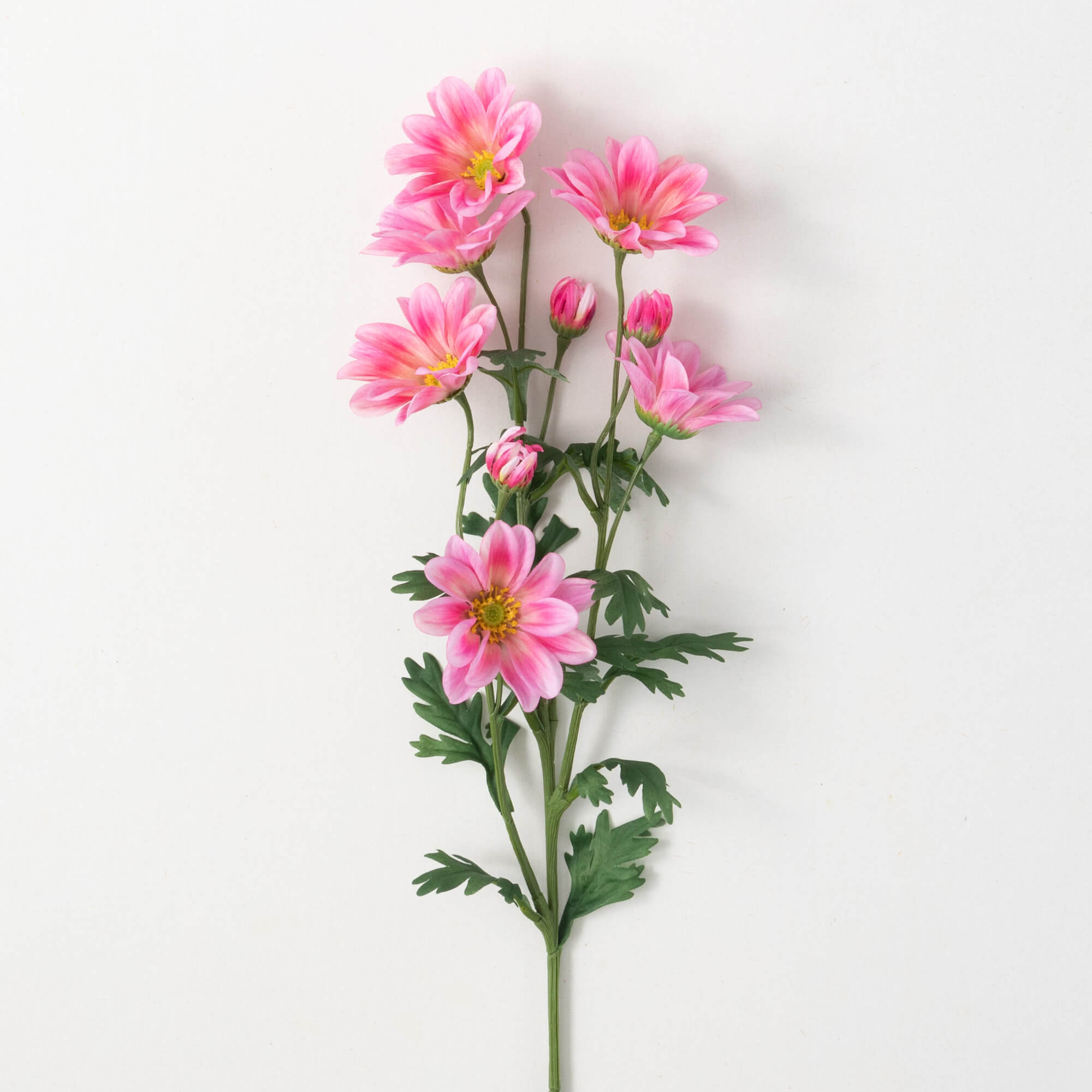 Blush Pink Gazania Stem