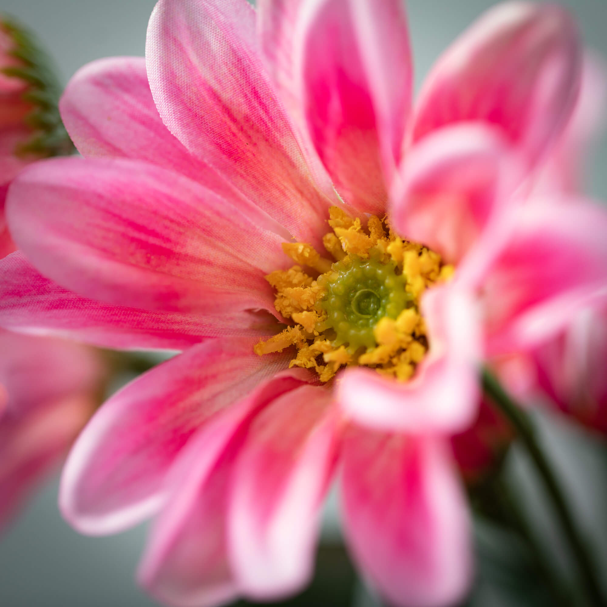 Blush Pink Gazania Stem