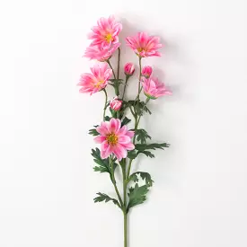 Blush Pink Gazania Stem