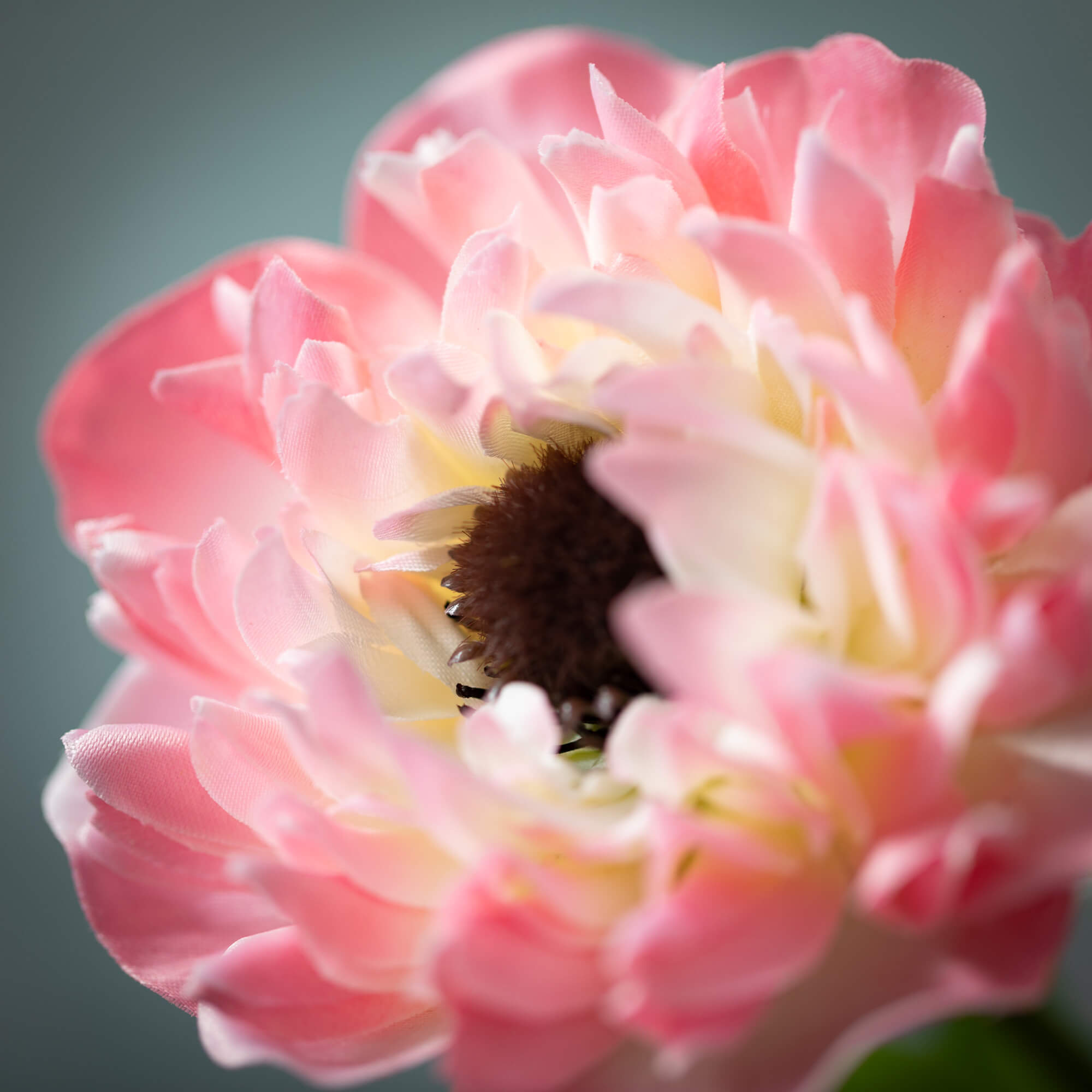 Blushing Pink Anemone Spray