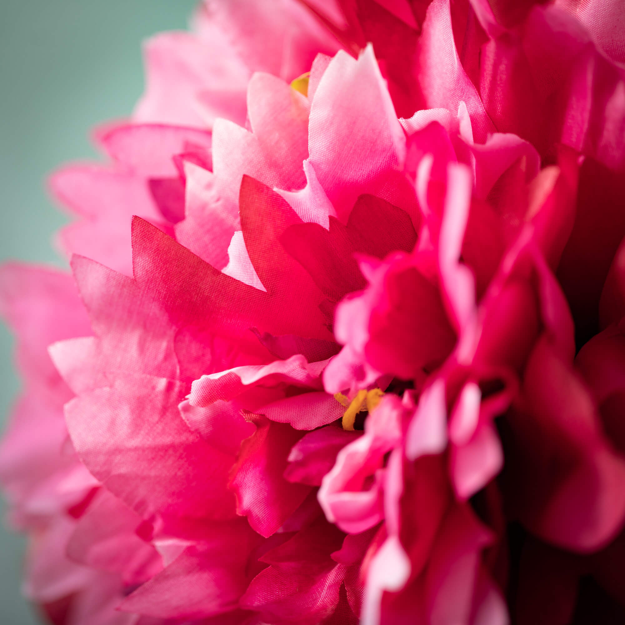 Bright Bold Pink Peony