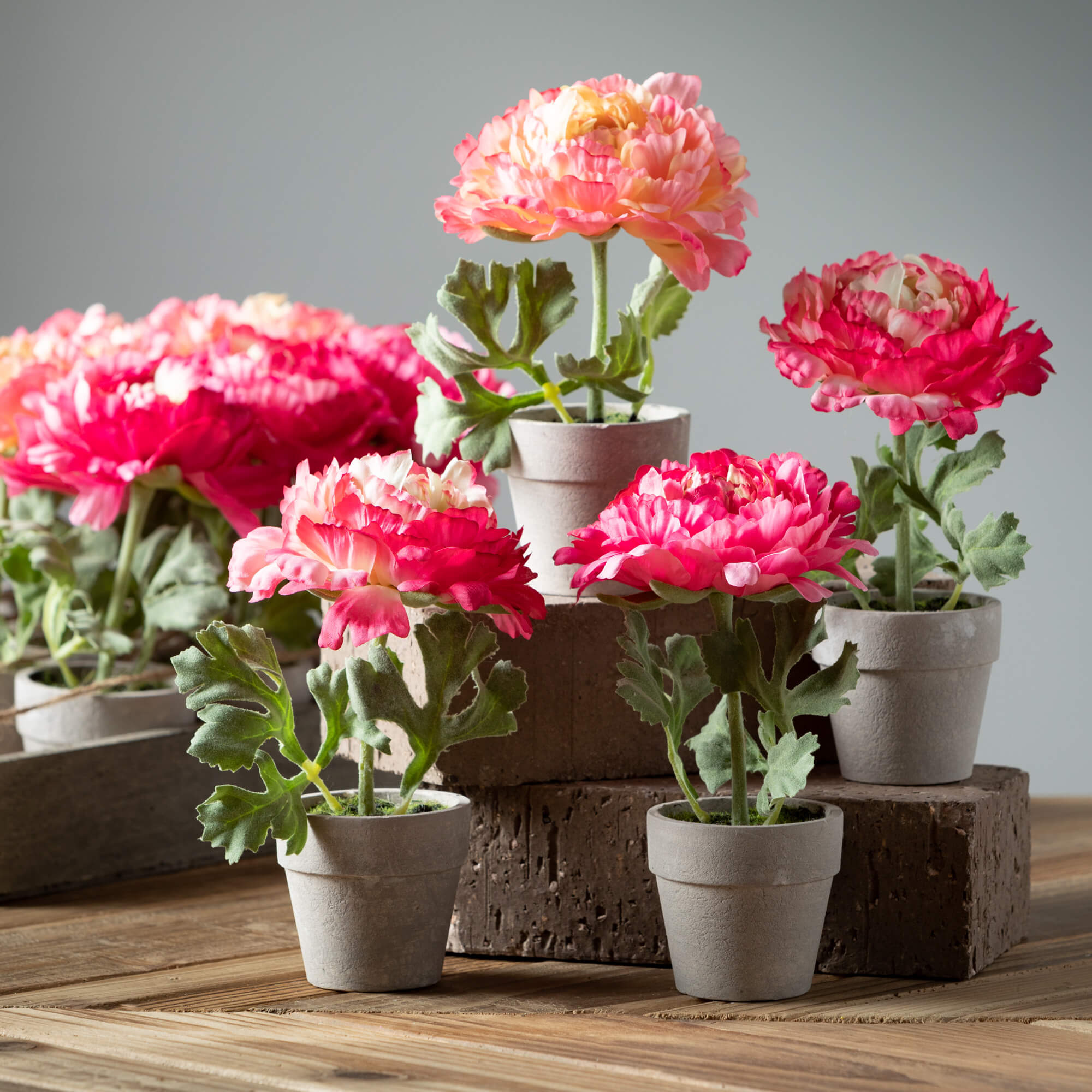 Elegant Potted Pink Peony