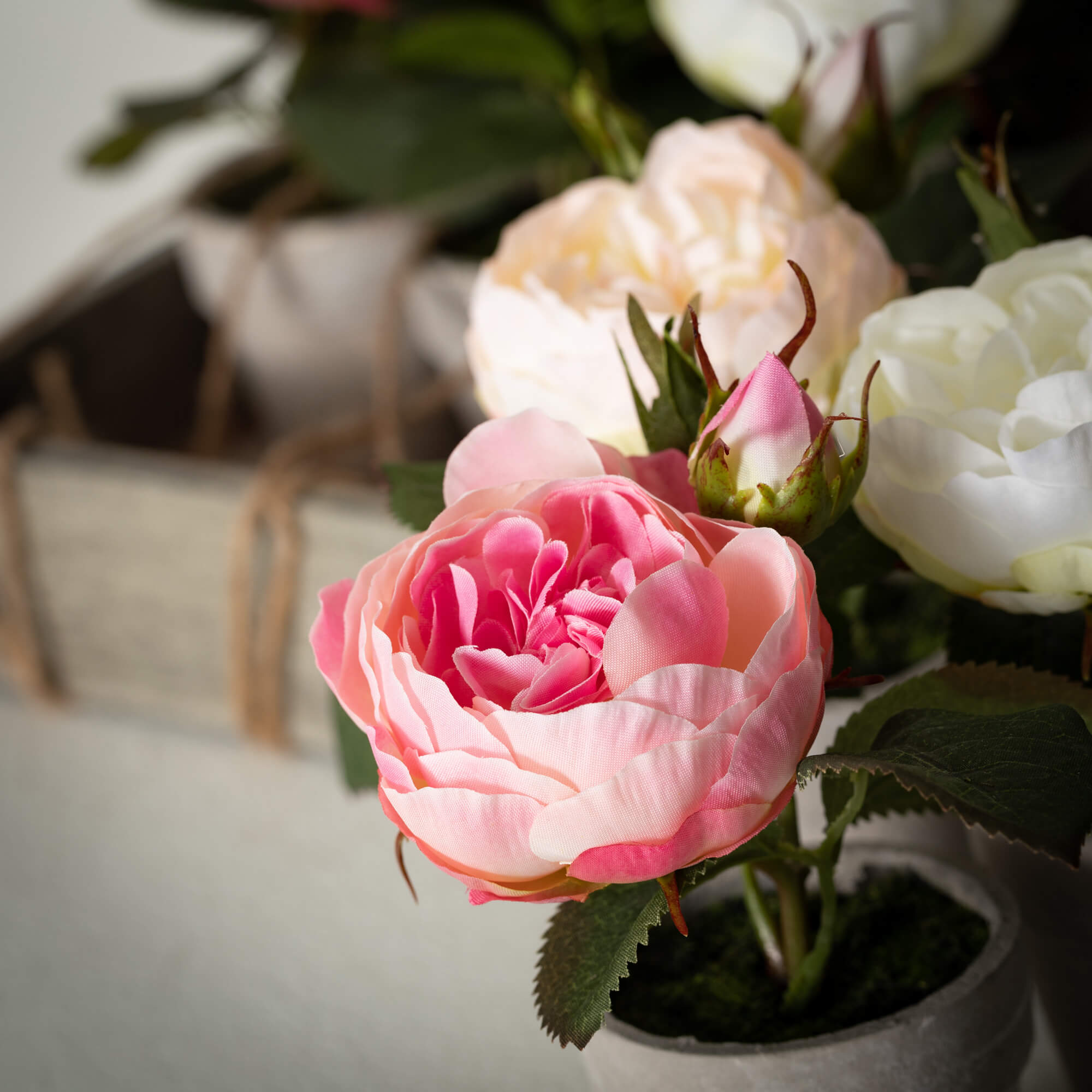 Elegant Potted Pink Rose