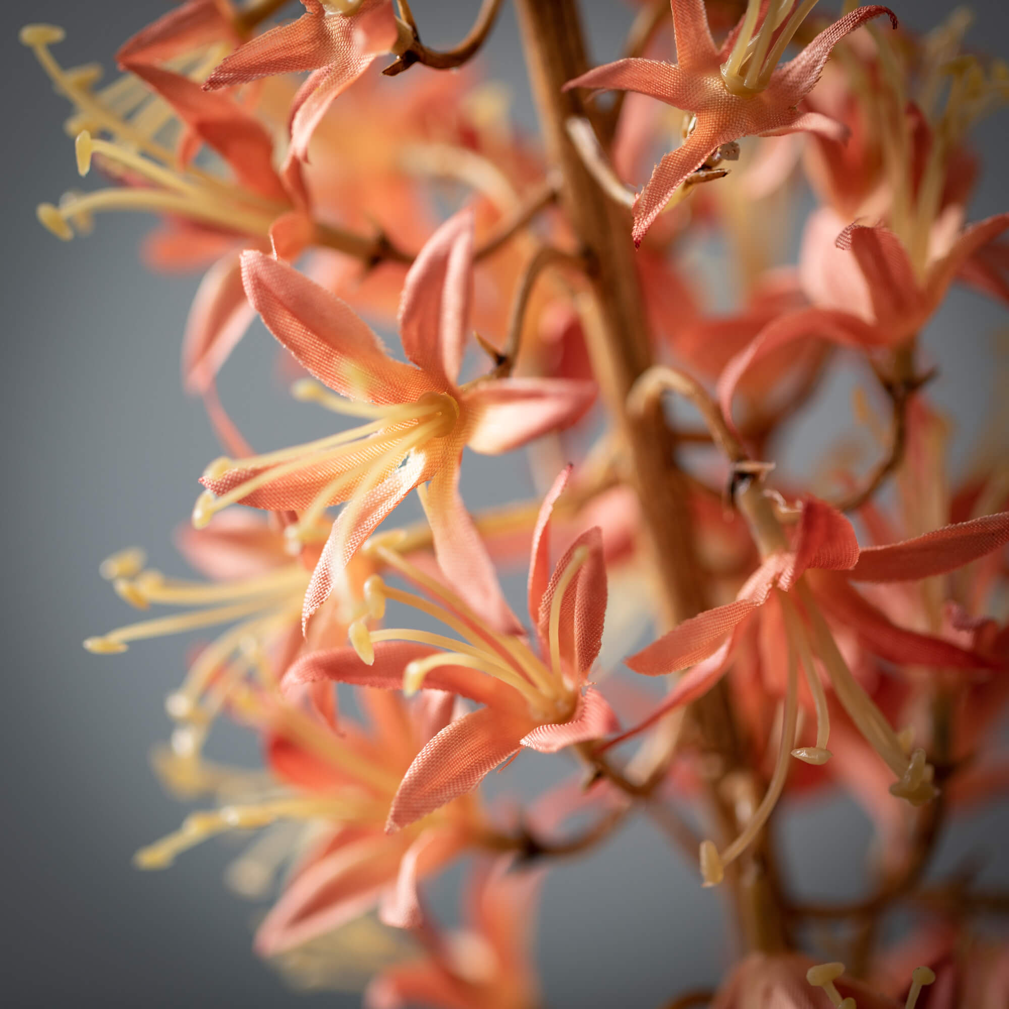 Fluffy Pink Eremurus Spray