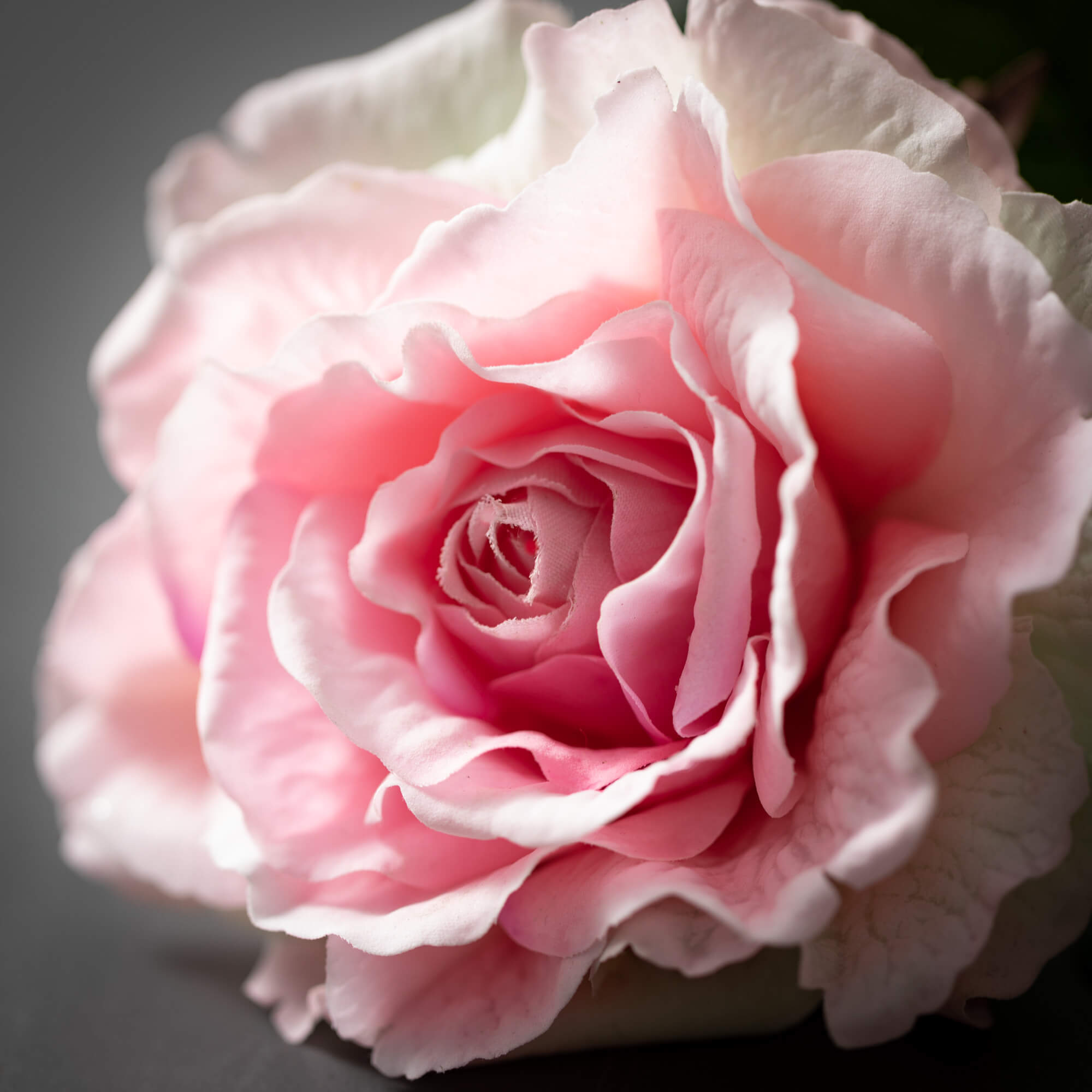 Freshcut Pink Blooming Rose S