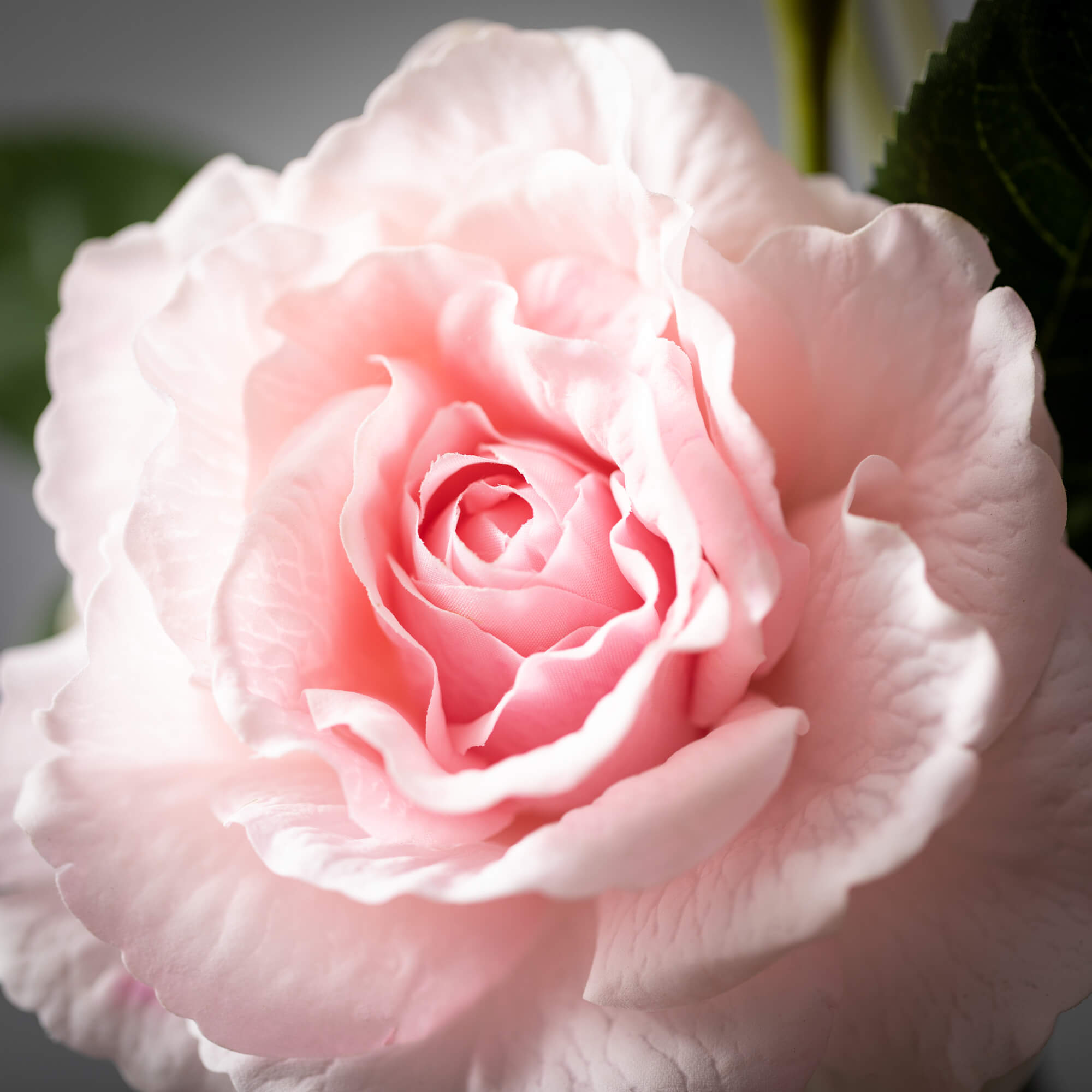 Freshcut Pink Blooming Rose S