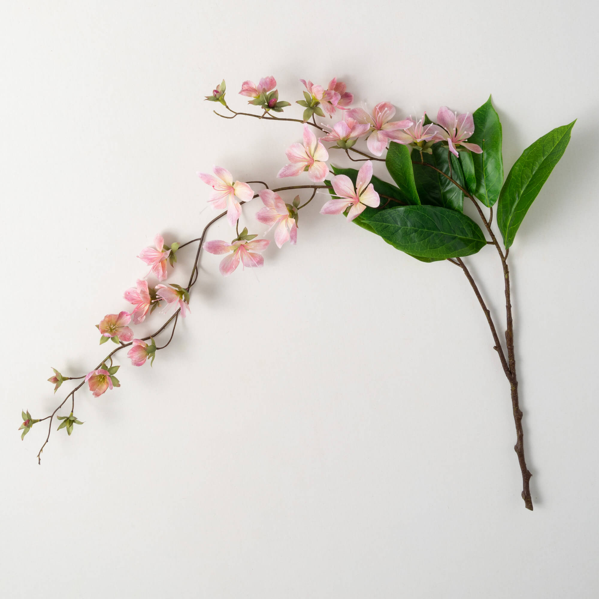 Freshcut Pink Peach Blossom