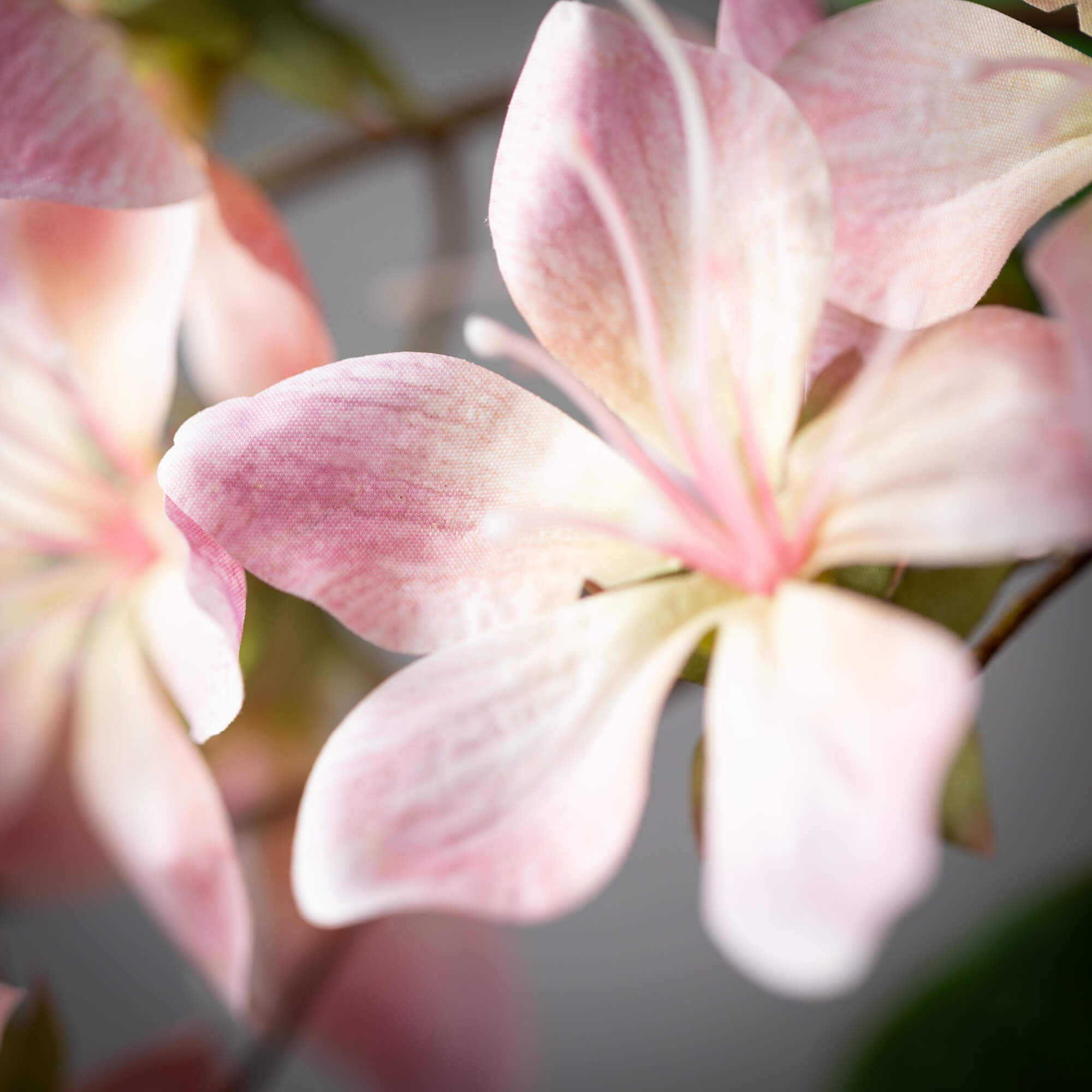 Freshcut Pink Peach Blossom