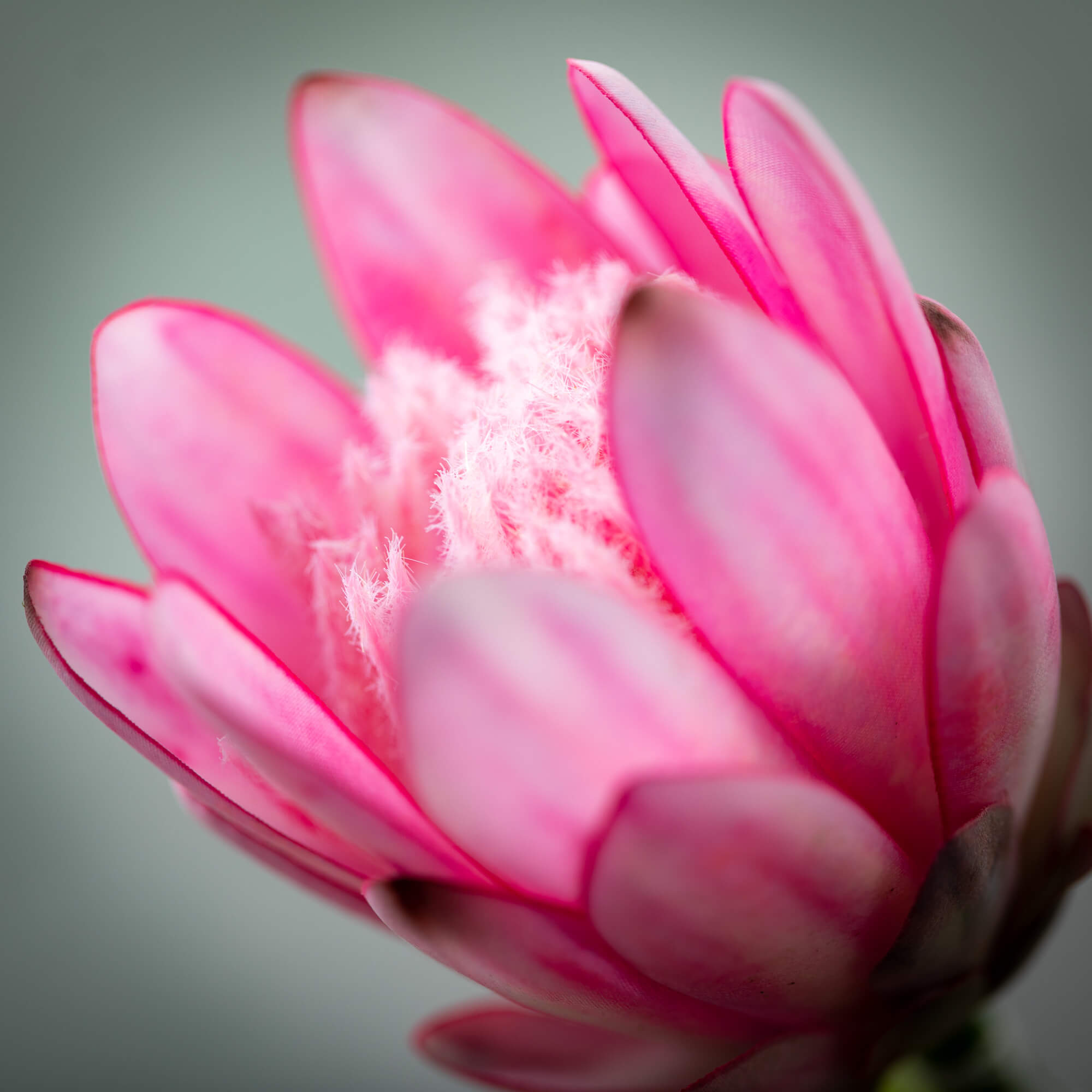 Fuchsia Pink Queen Protea