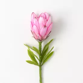 Fuchsia Pink Queen Protea