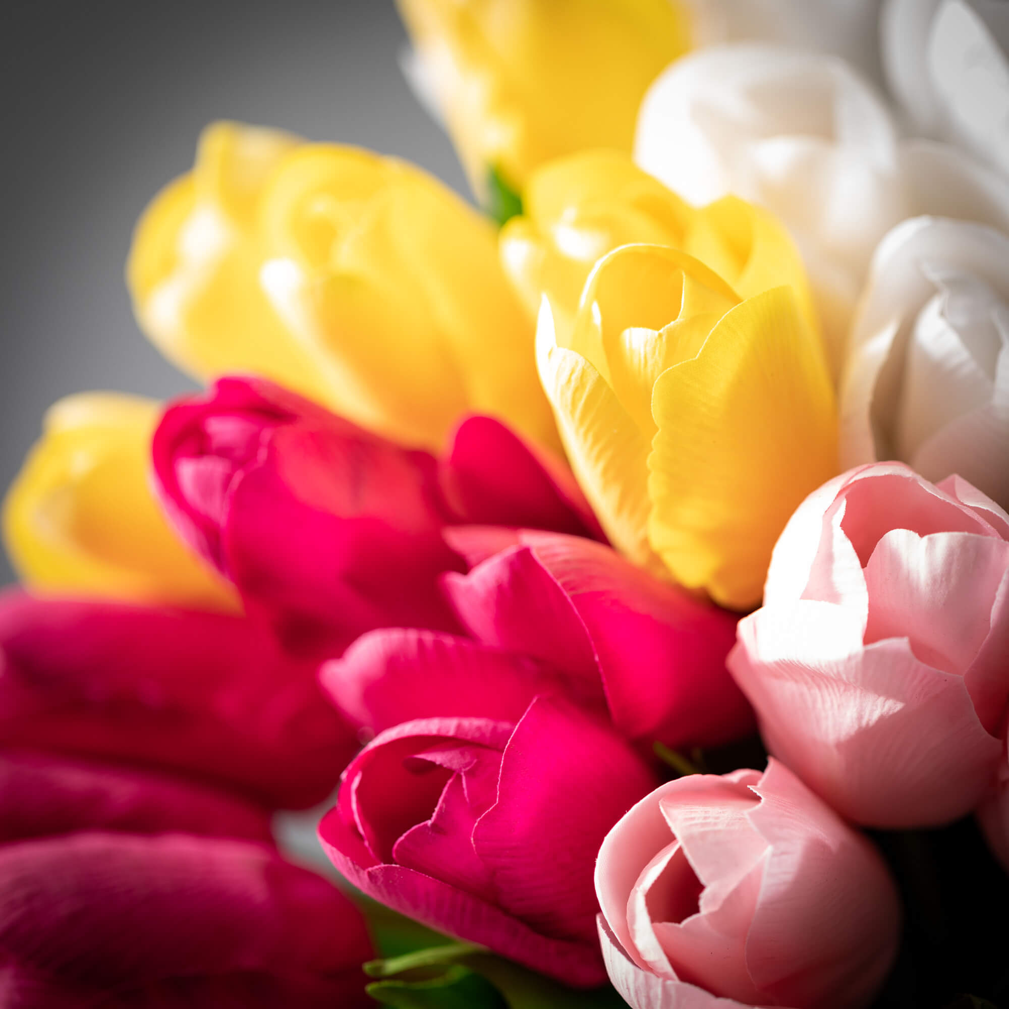 Hot Pink Tulip Bush