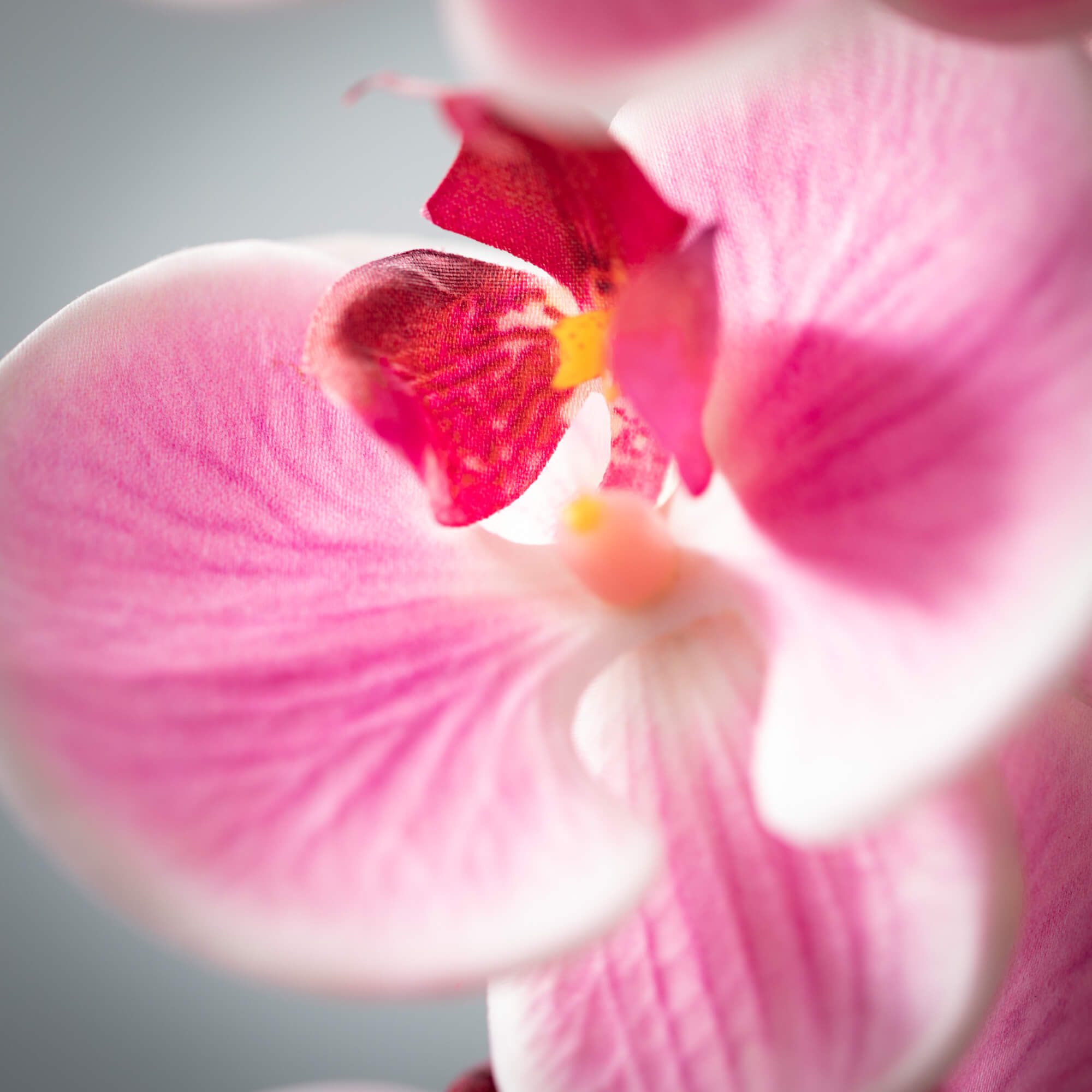 Lively Pink Phalaenopsis Stem