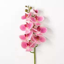 Lively Pink Phalaenopsis Stem