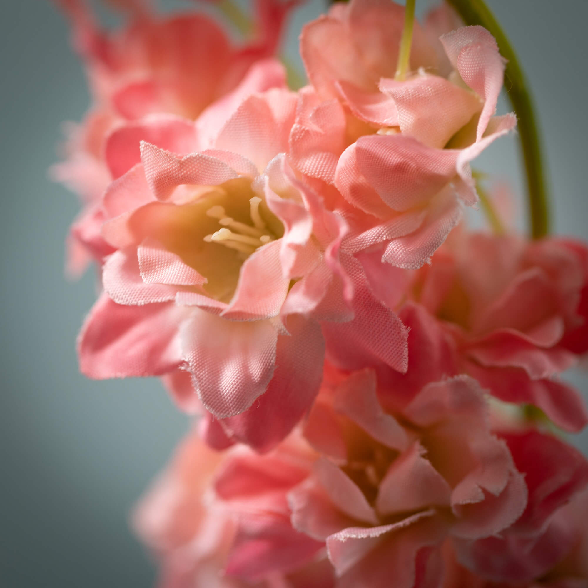 Pastel Pink Larkspur Spray