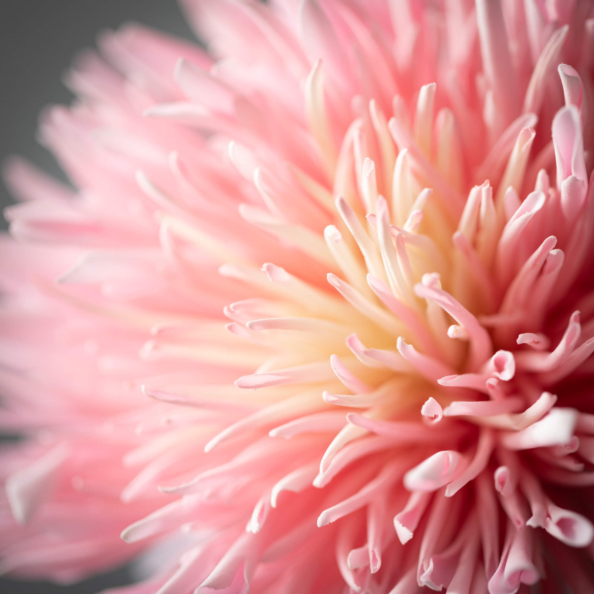 Pink Chrysanthemum Spring Spra