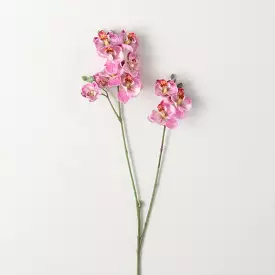 Pink Mini Phalaenopsis Spray