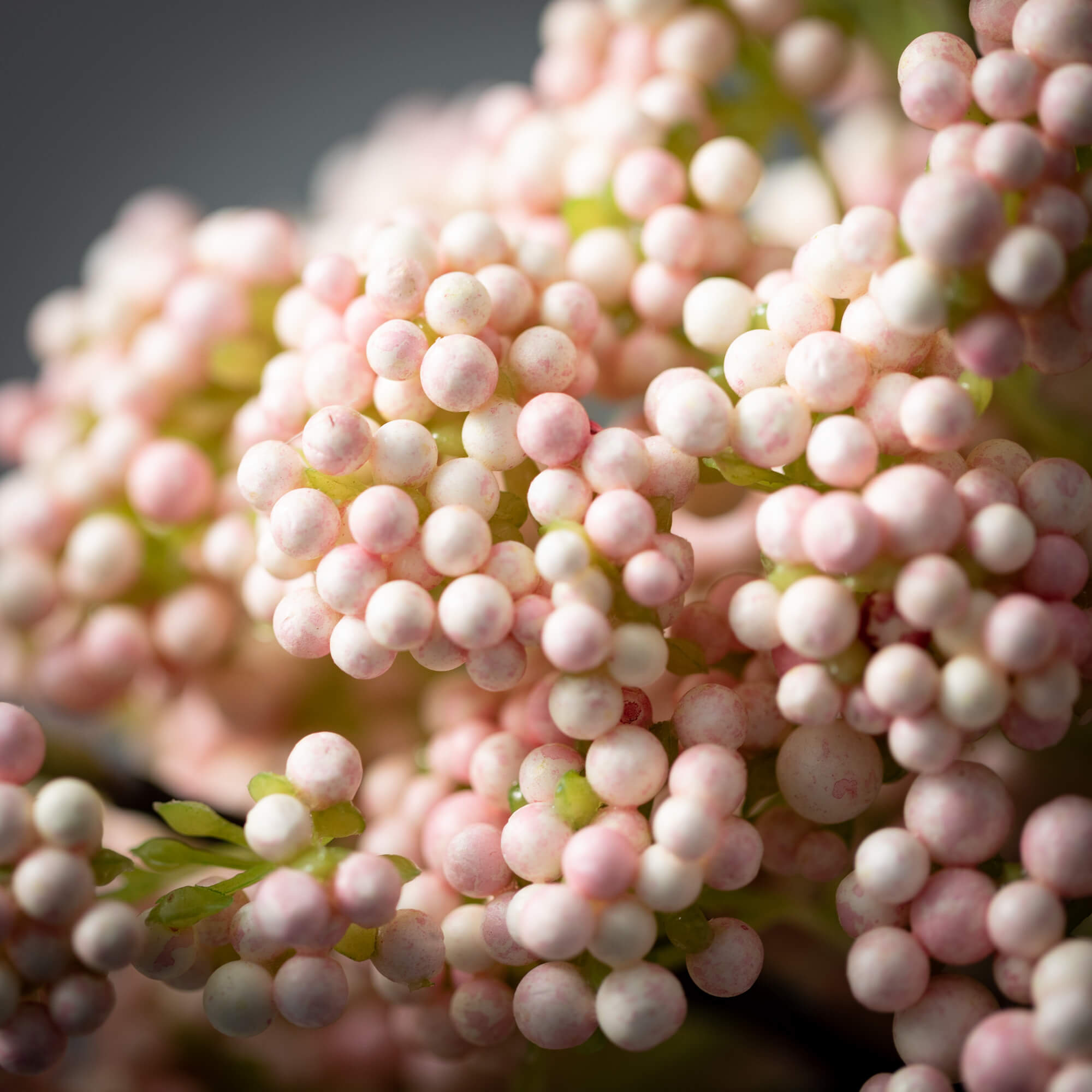 Pink Rice Flower Berry Bush