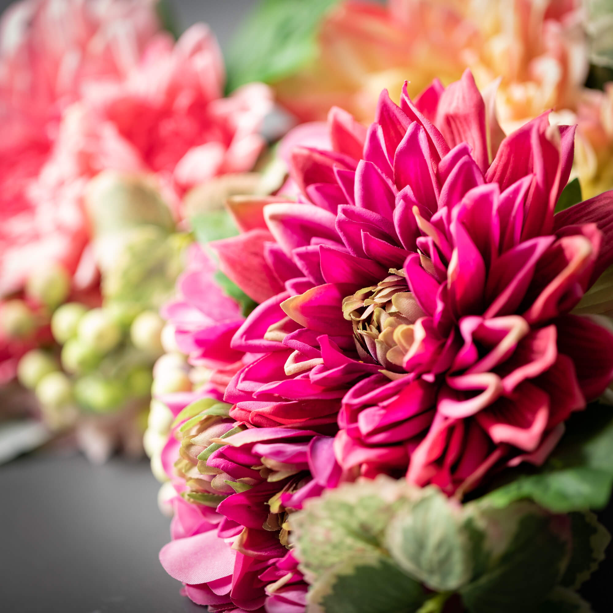 Pink Spring Dahlia Bush Trio