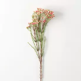 Pink Wax Flower Stem