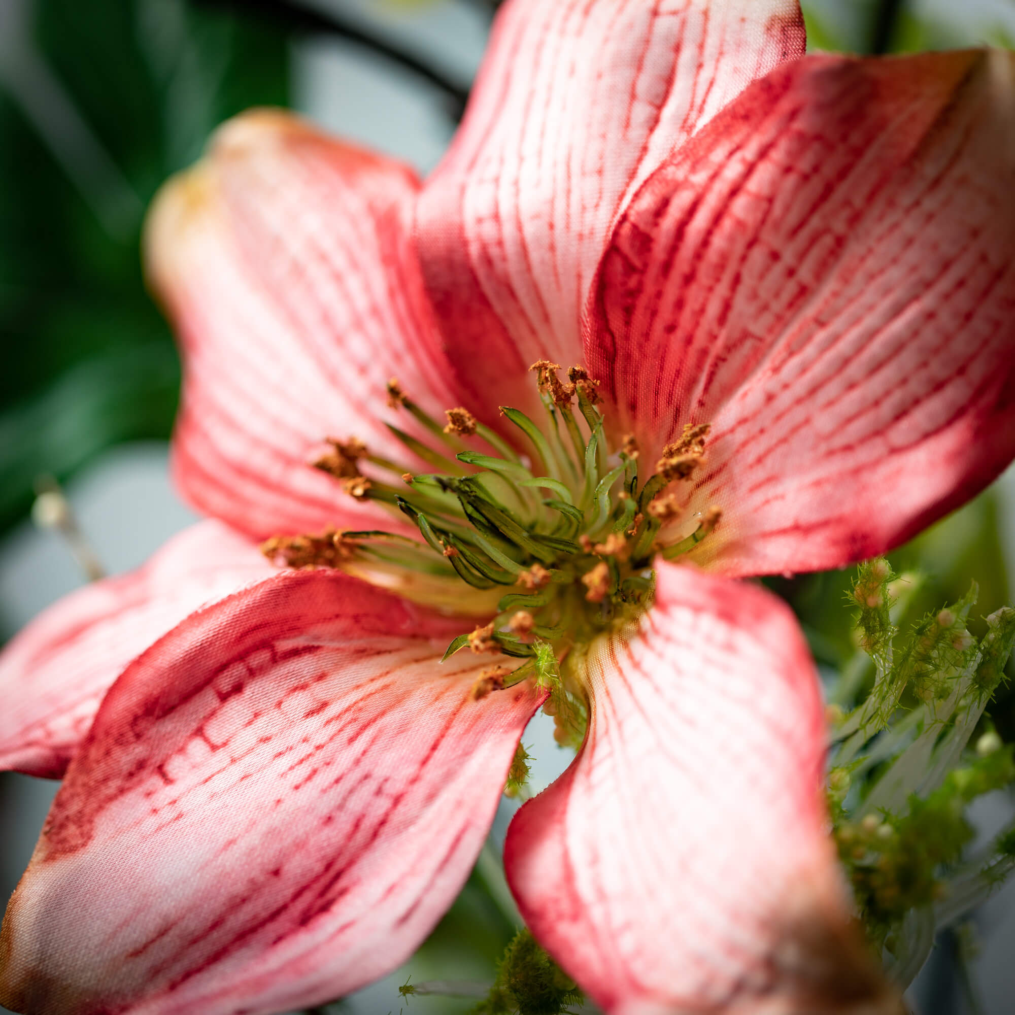 Pleasing Pink Clematis Pick