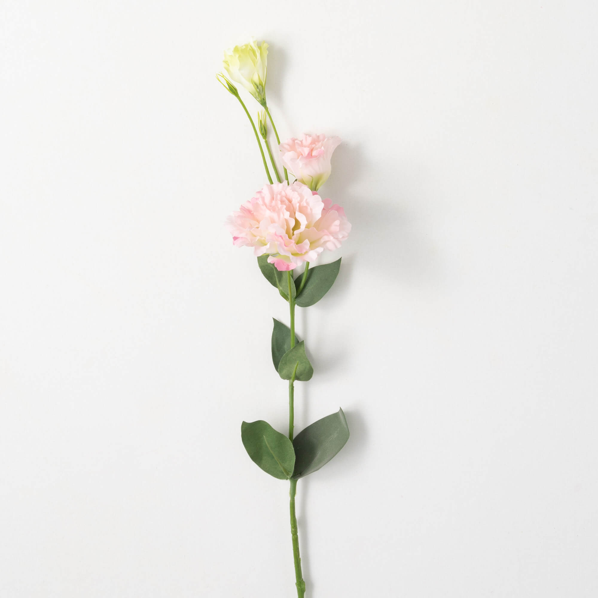 Simply Pretty Pink Lisianthus