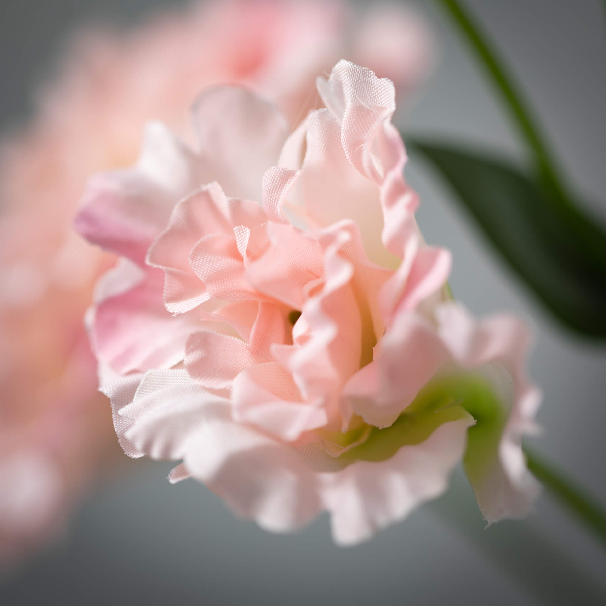 Simply Pretty Pink Lisianthus