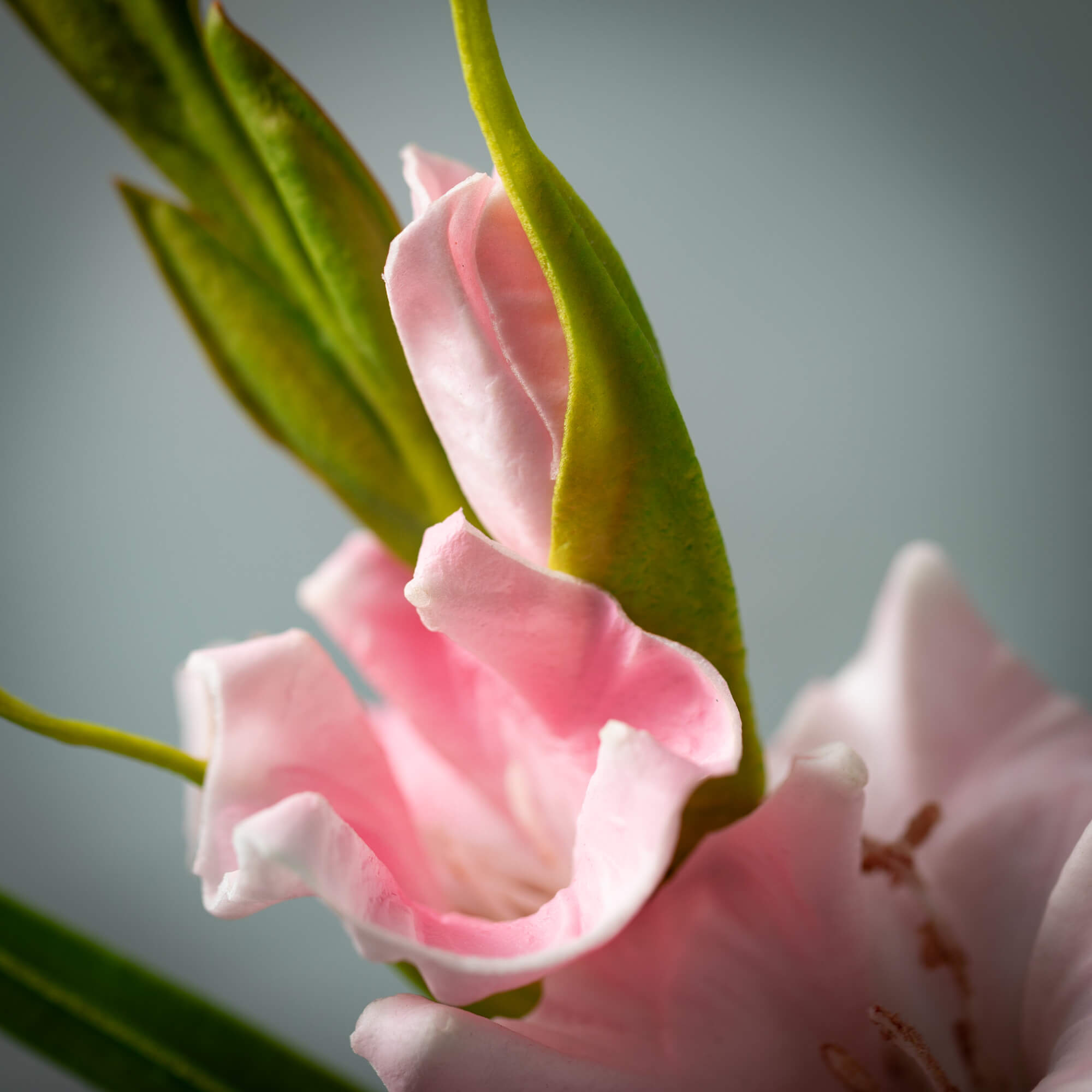 Soft Blushing Pink Gladiola