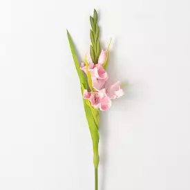 Soft Blushing Pink Gladiola