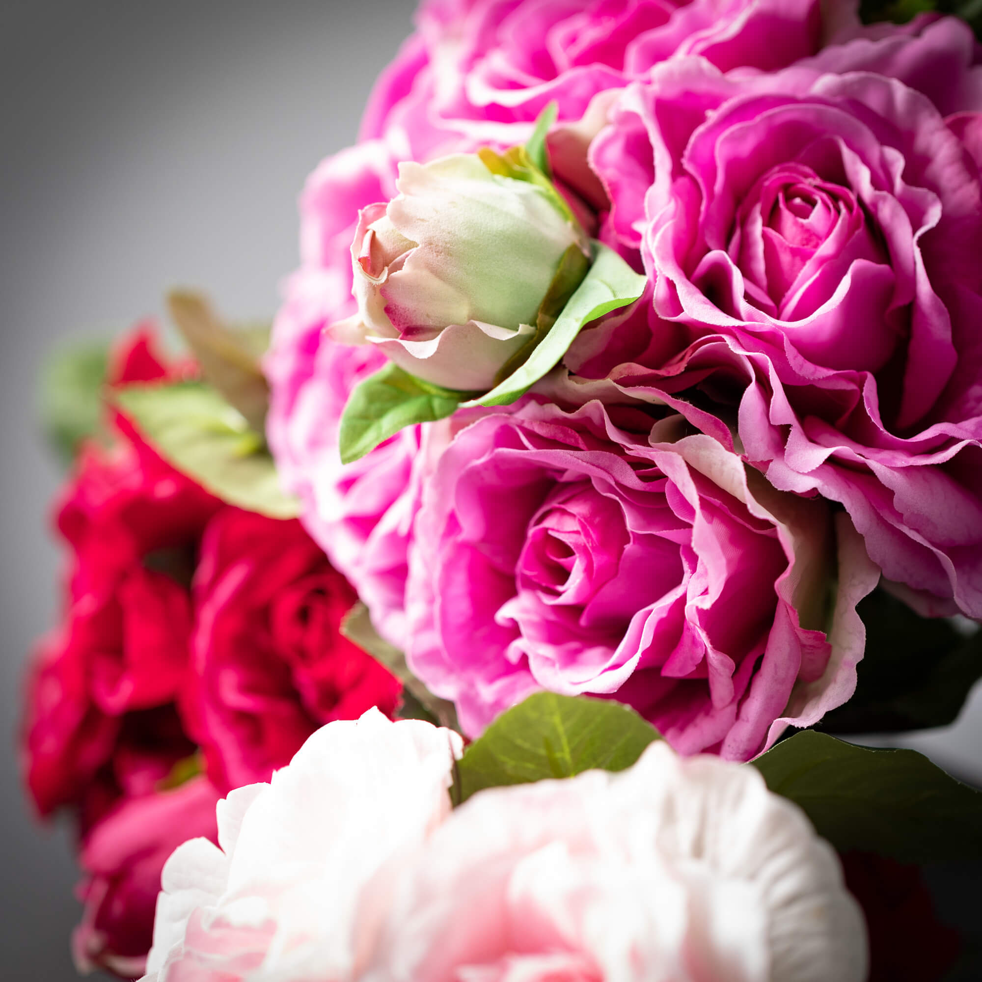 Spring Pink Tea Rose Bush Trio